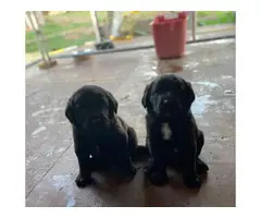 Bernese lab mix puppies for sale - 3