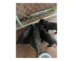 Bernese lab mix puppies for sale - 4