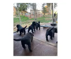 Bernese lab mix puppies for sale - 6
