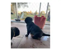 Bernese lab mix puppies for sale - 7