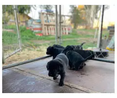 Bernese lab mix puppies for sale - 8