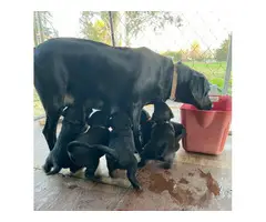 Bernese lab mix puppies for sale - 9