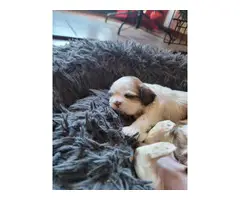 Shih-poo puppies for sale - 4