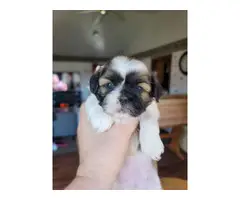 Shih-poo puppies for sale - 6
