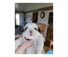 Shih-poo puppies for sale - 8