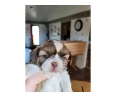 Shih-poo puppies for sale - 10