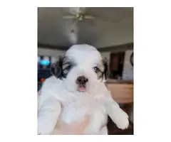 Shih-poo puppies for sale - 14