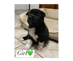Cute Akita Puppies looking for a forever home - 2