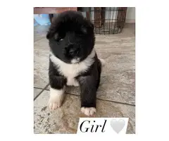 Cute Akita Puppies looking for a forever home - 3