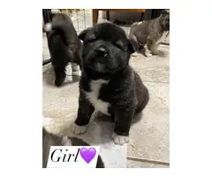 Cute Akita Puppies looking for a forever home - 4