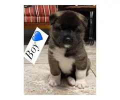 Cute Akita Puppies looking for a forever home - 5