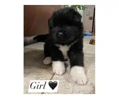 Cute Akita Puppies looking for a forever home - 6