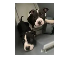 All male APBT puppies - 4