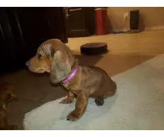 Female Miniature Dachshund puppy