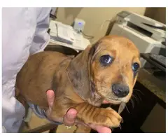 Female Miniature Dachshund puppy - 2