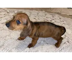 Female Miniature Dachshund puppy - 3