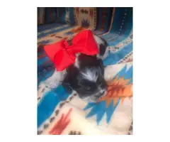 4 Papered Cocker Spaniel puppies for sale - 2
