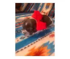 4 Papered Cocker Spaniel puppies for sale - 9