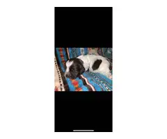 4 Papered Cocker Spaniel puppies for sale - 12