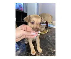 Sweet and playful apple head Chihuahua - 2