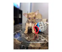 Sweet and playful apple head Chihuahua - 3