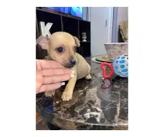 Sweet and playful apple head Chihuahua - 4