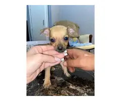 Sweet and playful apple head Chihuahua - 5