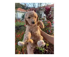 Stunning Goldendoodle puppies