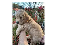 Stunning Goldendoodle puppies - 5