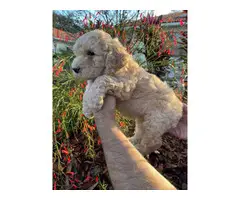 Stunning Goldendoodle puppies - 6
