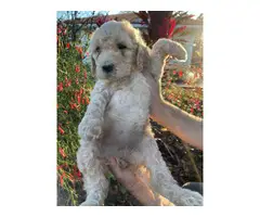 Stunning Goldendoodle puppies - 7