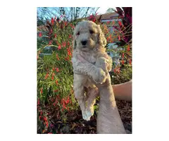 Stunning Goldendoodle puppies - 8