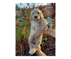 Stunning Goldendoodle puppies - 9