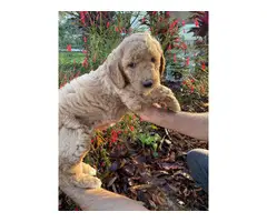 Stunning Goldendoodle puppies - 10