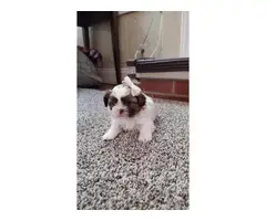 1 male and 1 female Shih Tzu puppies looking for new homes