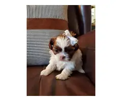1 male and 1 female Shih Tzu puppies looking for new homes - 2