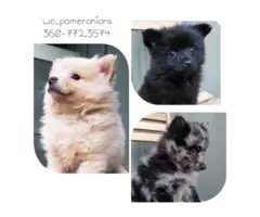 9 weeks old Pomeranian puppies for sale