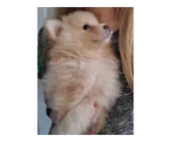 9 weeks old Pomeranian puppies for sale - 3
