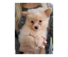 9 weeks old Pomeranian puppies for sale - 5