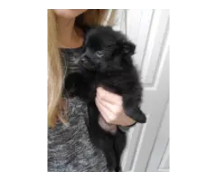 9 weeks old Pomeranian puppies for sale - 6