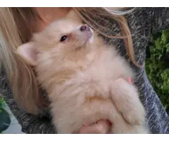 9 weeks old Pomeranian puppies for sale - 7