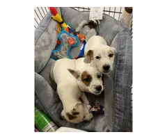 2 male Mini Jack Russell Terriers left