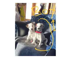 2 male Mini Jack Russell Terriers left - 2