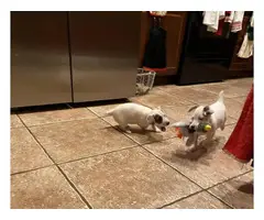 2 male Mini Jack Russell Terriers left - 3