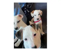 2 male Mini Jack Russell Terriers left - 4