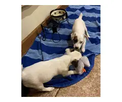 2 male Mini Jack Russell Terriers left - 7