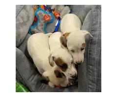 2 male Mini Jack Russell Terriers left - 9