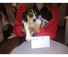 Puppies Beagle - 2