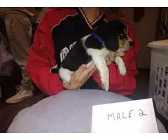 Puppies Beagle - 7