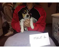 Puppies Beagle - 8